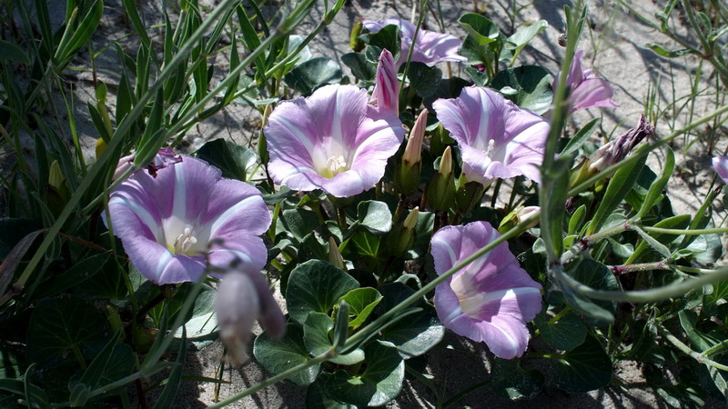 Convolvulus soldanella (=Calystegia soldanella) / Soldanella di mare